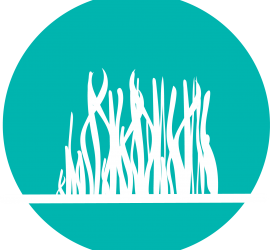 illustration of seagrass