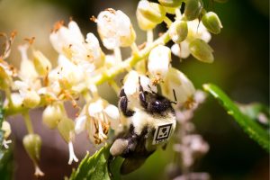 Bumblebee with QR tag to enable behavioral tracking