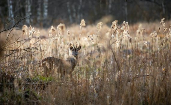 Deer standing in open field