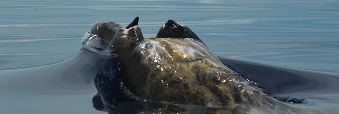 Beaked whale