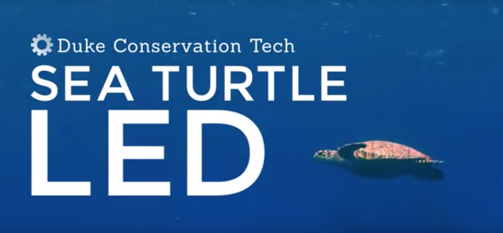 Sea Turtle LED presentation