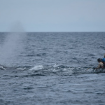 Disentangling North Atlantic Right Whale Argo