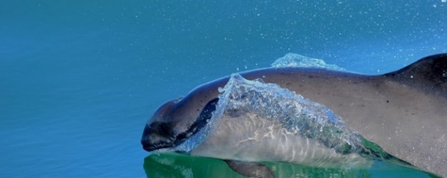 National Geographic Op-Ed on Harbor Porpoise Conservation with Carl Safina