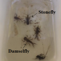 damselfly and stonefly